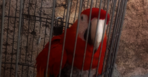 Kiwi in its thankless confinement