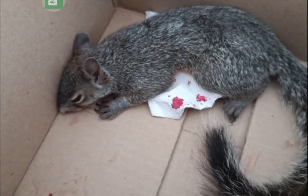 Little squirrel injured by an electric shock