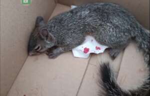 Little squirrel injured by an electric shock