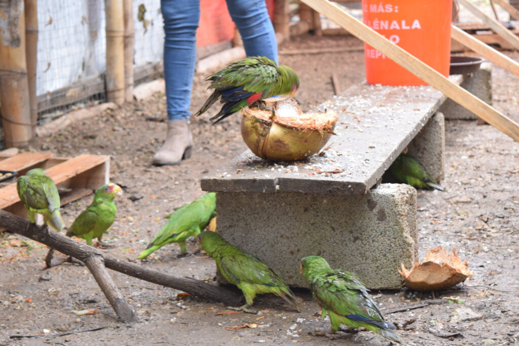 At first they fed on the ground