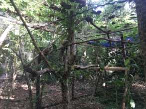 Parrots in flight cage at release site