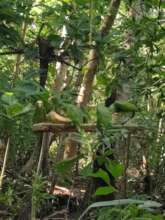 Supplementing food for released parrots