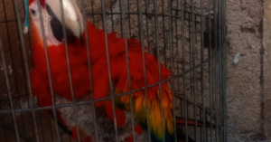 Kiwi with feather plucking due to stress