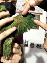 Poachers plucked the flight feathers