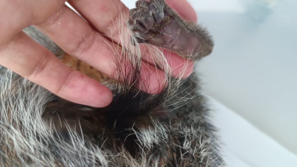 Leg injured by an electric shock