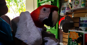 Kiwi arrived at Tivu center quiet and depressed