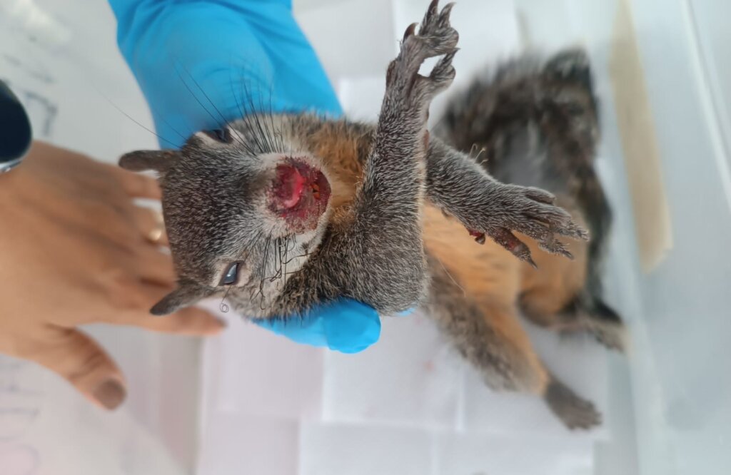 Squirrel with internal injuries