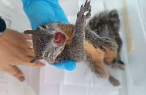 Squirrel with internal injuries
