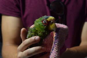 Birds with trauma and stress