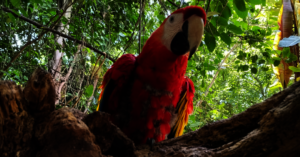 He began to regain his chest plumage