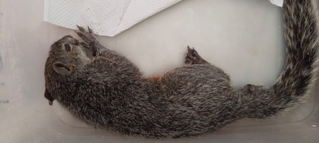 Little girl is recovering slowly but steadily