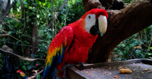 With plumage fully restored and his spirits lifted
