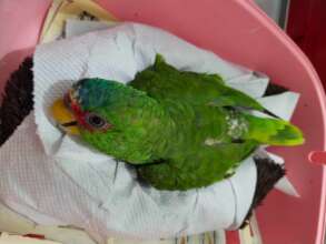 Adult parrot unable to stand on its feet