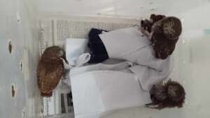 Baby Ferruginous Pigmy Owls