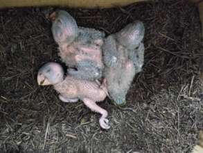 Baby Parrots rescued