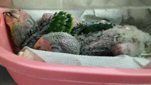 Baby parrots growing