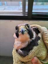Bat falcon with feathers deliberately cut off