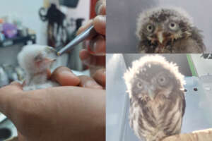 Brave baby owl