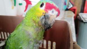 Cuco - A Yellow cheeked Parrot