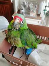 Cuco arrived in very bad conditions