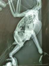 Cuco with femur bone damage