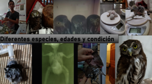 During 2021-22 we received 30 owls of 8 species