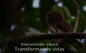 A Ferruginous Pygmy-Owl after release