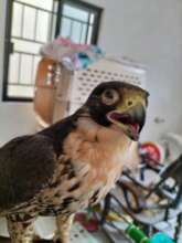 Peregrine Falcon lost an eye due to damage