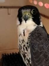 Peregrine Falcon was migrating and crashed