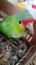 Here is Cuco with recovered body weight