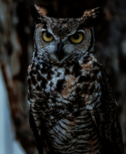 A Horned Owl after release