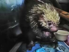 PINCHITOS: A Tree Porcupine