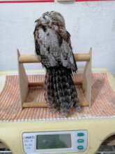 Injured Potoo, a resident nocturnal bird