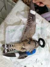 LESSER NIGHTJAR: A Neotropical migratory bird
