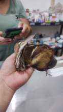 Migratory Least Bittern rescued