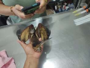 Least Bittern with wing damage