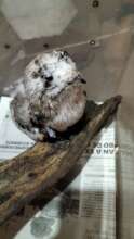 Potoo has a specialized diet of nocturnal insects