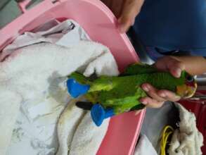 Patitas (little legs) recovering feet