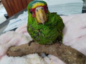 Patitas managed to stand on his own two feet