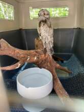 Potoo recovered and almost ready to fly