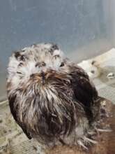Bebe Potoo found weak
