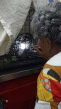 Porcupine rescued from attack by dogs