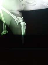 X-ray of fractured fox leg
