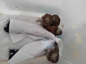 Ready to fly - Pigmy Owls