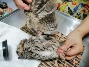 Sabinito Owl rescue