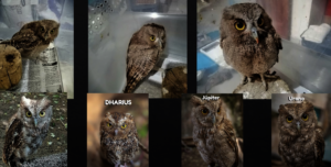 Another 15 owls need field training