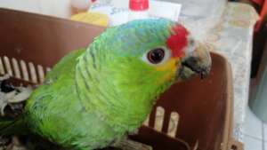 THANK YOU for your support for wildlife rescue!