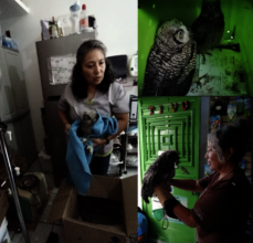 We have rescued and release 15 Owls