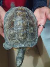 Recovered turtle