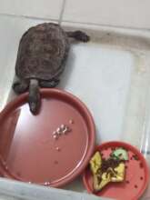 Sick tortoise run over